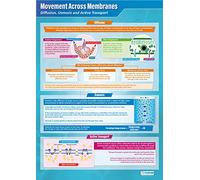Daydream Education Movement Across Membranes | Science Posters | Gloss Paper measuring 850mm x 594mm (A1) | Science Charts for the Classroom | Education Charts