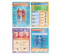 Daydream Education Muscular & Skeletal System Posters - Set of 4 - EXTRA LARGE - A1 (850mm x 594mm) - Gloss Paper - Science Wall Charts for the Classroom