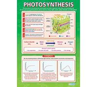 Photosynthesis | Science Posters | Gloss Paper measuring 850mm x 594mm (A1) | Science Charts for the Classroom | Education Charts by Daydream Education