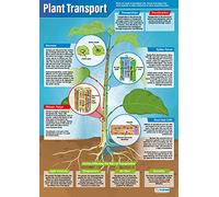 Daydream Education Plant Transport | Science Posters | Laminated Gloss Paper measuring 850mm x 594mm (A1) | Science Charts for the Classroom | Education Charts
