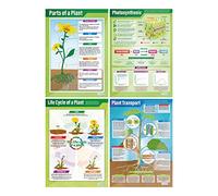 Daydream Education Plants Posters - Set of 4 | Science Posters | Laminated Gloss Paper measuring 850mm x 594mm (A1) | Science Charts for the Classroom | Education Charts