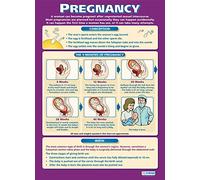 Daydream Education Pregnancy | Child Development Posters | Gloss Paper measuring 850mm x 594mm (A1) | Child Care Class Posters | Education Charts
