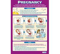 Daydream Education Pregnancy | PSHE Posters | Laminated Gloss Paper measuring 850mm x 594mm (A1) | PSE Classroom Posters | Education Charts