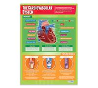 The Cardiovascular System | PE Posters | Laminated Gloss Paper measuring 850mm x 594mm (A1) | Physical Education Charts for the Classroom | Education Charts by Daydream Education