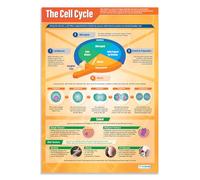 Daydream Education The Cell Cycle | Science Posters | Gloss Paper measuring 850mm x 594mm (A1) | Science Charts for the Classroom | Education Charts