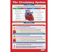 Daydream Education The Circulatory System | Science Posters | Gloss Paper measuring 850mm x 594mm (A1) | Science Charts for the Classroom | Education Charts