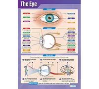 Daydream Education The Eye | Science Posters | Gloss Paper measuring 850mm x 594mm (A1) | Science Charts for the Classroom | Education Charts