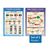Daydream Education The Food Cycle & Food Chains Posters - Set of 2 | Science Posters | Gloss Paper measuring 850mm x 594mm (A1) | Science Charts for the Classroom | Education Charts