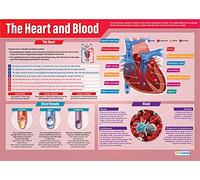 Daydream Education The Heart and Blood Biology Poster - EXTRA LARGE - A1 (850mm x 594mm) - Laminated - Science Secondary School Wall Charts