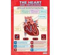 Daydream Education The Heart and Circulation | Science Posters | Gloss Paper measuring 850mm x 594mm (A1) | Science Charts for the Classroom | Education Charts