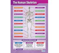 Daydream Education The Human Skeleton | Science Posters | Gloss Paper measuring 850mm x 594mm (A1) | Science Charts for the Classroom | Education Charts