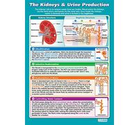 Daydream Education The Kidneys & Urine Production | Science Posters | Gloss Paper measuring 850mm x 594mm (A1) | Science Charts for the Classroom | Education Charts