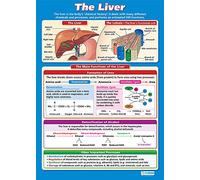 Daydream Education The Liver | Science Posters | Gloss Paper measuring 850mm x 594mm (A1) | Science Charts for the Classroom | Education Charts