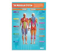 The Muscular System Poster - EXTRA LARGE - A1 (850mm x 594mm) - Laminated - Physical Education Wall Charts for the Classroom by Daydream Education.