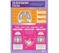 Daydream Education The Respiratory System PE Poster - EXTRA LARGE - A1 (850mm x 594mm) - Gloss Paper - Physical Education Secondary School Wall Charts