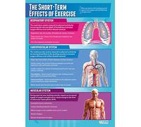 Daydream Education The Short-Term Effects of Exercise | PE Posters | Gloss Paper measuring 850mm x 594mm (A1) | Physical Education Charts for the Classroom | Education Charts