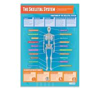 Daydream Education The Skeletal System Classroom Poster, Gloss Paper Extra Large A1 (850 mm x 594 mm) - Physical Education Wall Chart for Classroom & Home