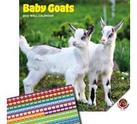 Dayplanner Publishing Baby Goats Calendar 2027, Large with Stickers | Large square 16-month wall calendar with organisational stickers, ideal as a Baby Goats gift.
