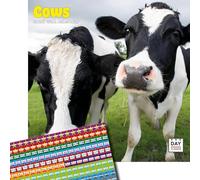 Dayplanner Publishing Cows Calendar 2026, Large Square Wall Calendar With Organisational Stickers, 16 Month, Cows Gift Animal Calendar