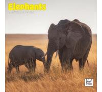 Dayplanner Publishing Elephants 2026 Calendar, Large Square Wall Calendar, 16 Month, Elephant Gift Animal Calendar.