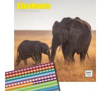Dayplanner Publishing Elephants Calendar 2026, Large Square Wall Calendar With Organisational Stickers, 16 Month, Elephants Gift Wildlife Calendar