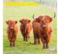 Dayplanner Publishing Highland Cows Calendar 2026, Large Square Wall Calendar,16 Month, Highland Cows Gift Animal Calendar