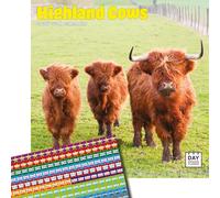 Dayplanner Publishing Highland Cows Calendar 2026, Large Square Wall Calendar With Organisational Stickers, 16 Month, Highland Cows Gift Animal Calendar