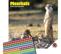 Dayplanner Publishing Meerkats Calendar 2026, Large Square Wall Calendar With Organisational Stickers, 16 Month, Meerkats Gift Animal Calendar