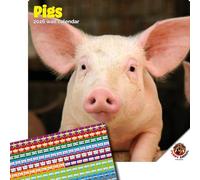 Dayplanner Publishing Pigs Calendar 2026, Large Square Wall Calendar With Organisational Stickers, 16 Month, Pigs Gift Animal Calendar
