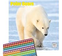 Dayplanner Publishing Polar Bears Calendar 2026, Large Square Wall Calendar With Organisational Stickers, 16 Month, Polar Bears Gift Wildlife Calendar