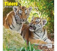 Dayplanner Publishing Tigers Calendar 2026, Large Square Wall Calendar, 16 Month, Tigers Gift Wildlife Calendar