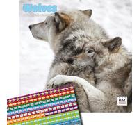 Dayplanner Publishing Wolves Calendar 2025, Large Square Wall Calendar, 16 Month, Wolves Gift Wildlife Calendar