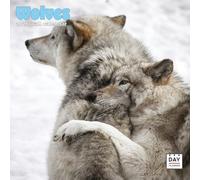 Dayplanner Publishing Wolves Calendar 2026, Large Square Wall Calendar, 16 Month, Wolves Gift Wildlife Calendar