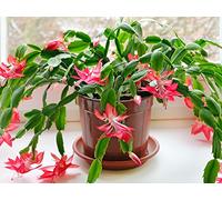 Days and Years in the Lives of Plants