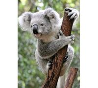 DCIDBEI DIY 5D Diamond Painting Kit Full Drill Koala Painting with Diamonds Embroidery Cross Stitch Adult Arts and Crafts Canvas Supply for Home Wall Decor Adults and Kids Mosaic Pictures 30X40CM
