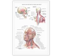 Dcvjiy Stunning Muscular Anatomy Of Head And Neck Posters Human Anatomical Physiology Medical Art Organ Skeleton Skull Nervous System Prints For Dorm Laboratory Hospital Wall Decor 12x16in Unframed