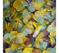De Bron No Added Sugar Free Jelly Sweets (Apples & Pears, 1kg)