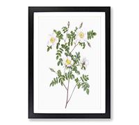 De Candolle's White Rose by Pierre-Joseph Redoute Framed Print | A2 Black Framed Wall Art | Ready to Hang | Modern Floral Picture | Living Room Bedroom Lounge Office