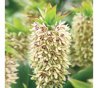de Jager 3x RHS AGM Eucomis Bicolour 18/20 cm Bulbs