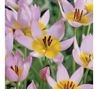 de Jager 40 x Mini Multiflowering RHS AGM Tulips
