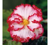 de Jager Colourful Crispa Marginata Begonias x 6