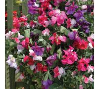 de Jager Colourful Cupid Sweet Peas for Baskets x 12