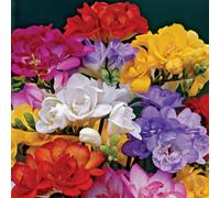 de Jager Delightful Double Freesias x 30