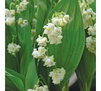 de Jager Delightful Double Lily of the Valley x 5