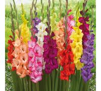 de Jager Glorious Large Flowering Gladioli x 24