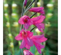 de Jager Hardy Gladiolus Cummunis Byzantinus x 40