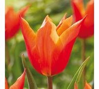 de Jager Highly Scented Ballerina RHS AGM Tulips x 15