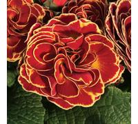 de Jager Highly Scented Double Primula Belarina 3.5cm Young Plants x5