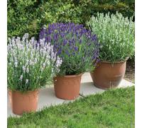 de Jager Lovely Kerley BeeZee Lavender Collection x 9