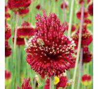 de Jager Magical Red Mohican Alliums x5